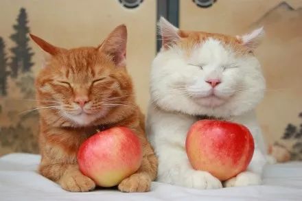 水果猫猫粉碎挑战无限零件下载-水果猫猫粉碎挑战无限背包无限血下载v.0.87